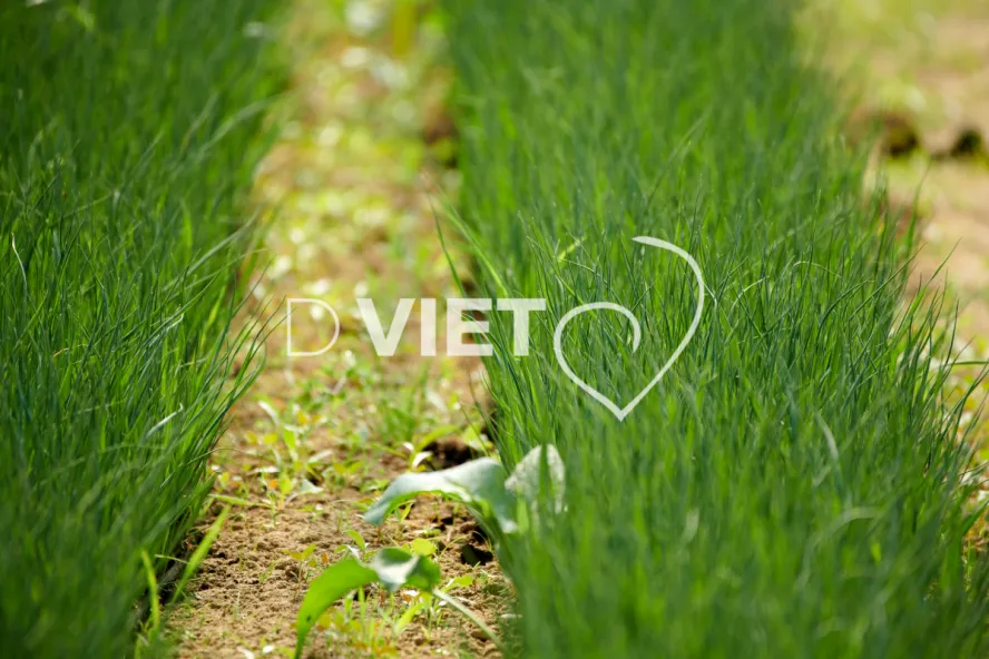 Photo Dominique VIET - les serres