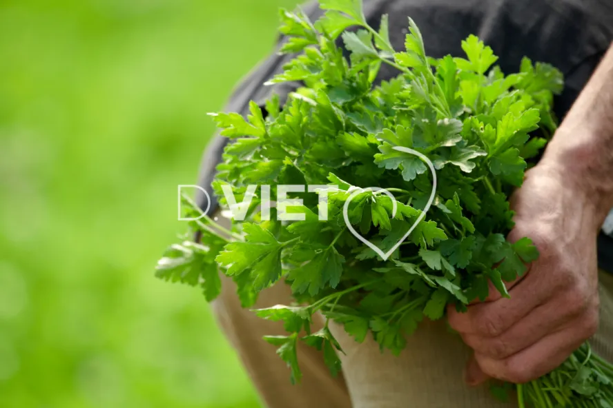 Photo Dominique VIET - Récolte du persil