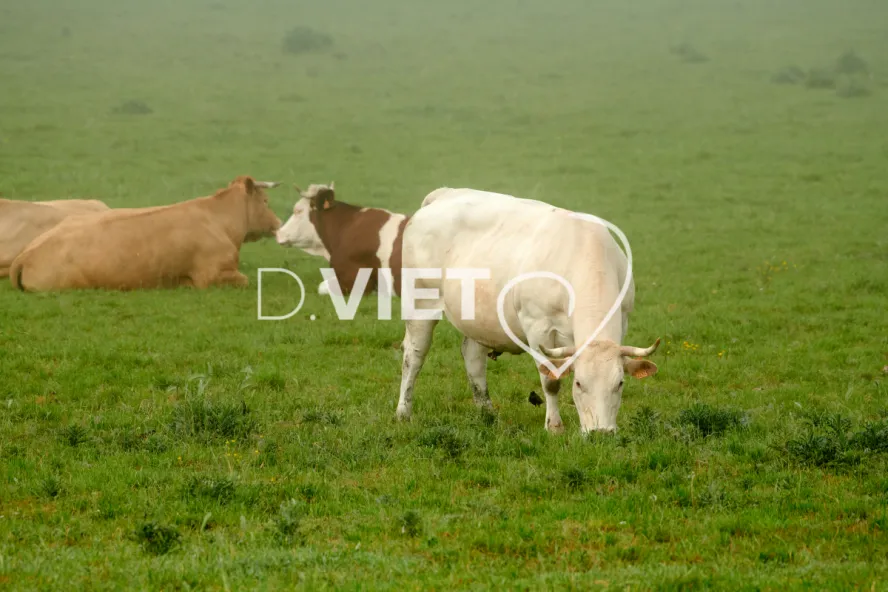 Photo Dominique VIET - Vaches et prè Limousines charolais