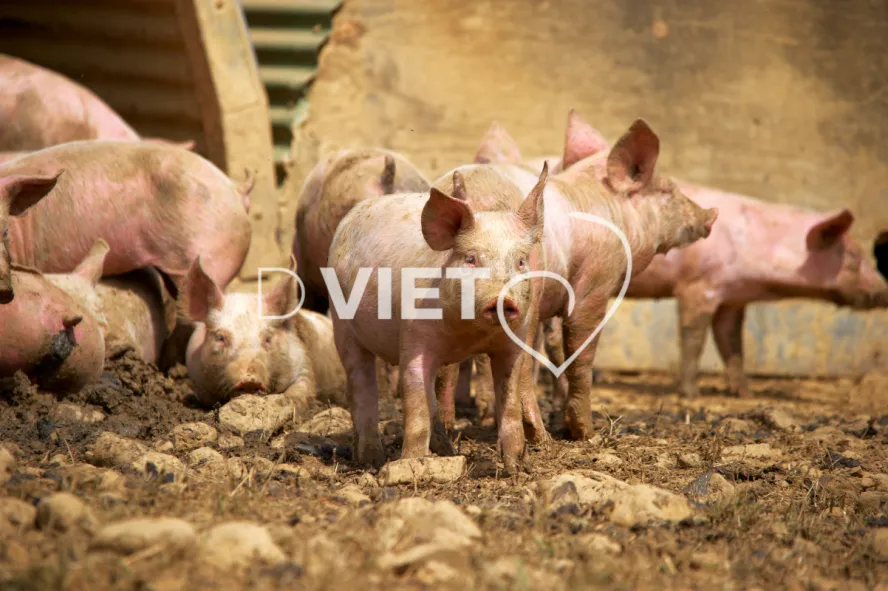 Photo Dominique VIET - Porcelets