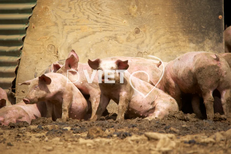 Photo Dominique VIET - Porcelets