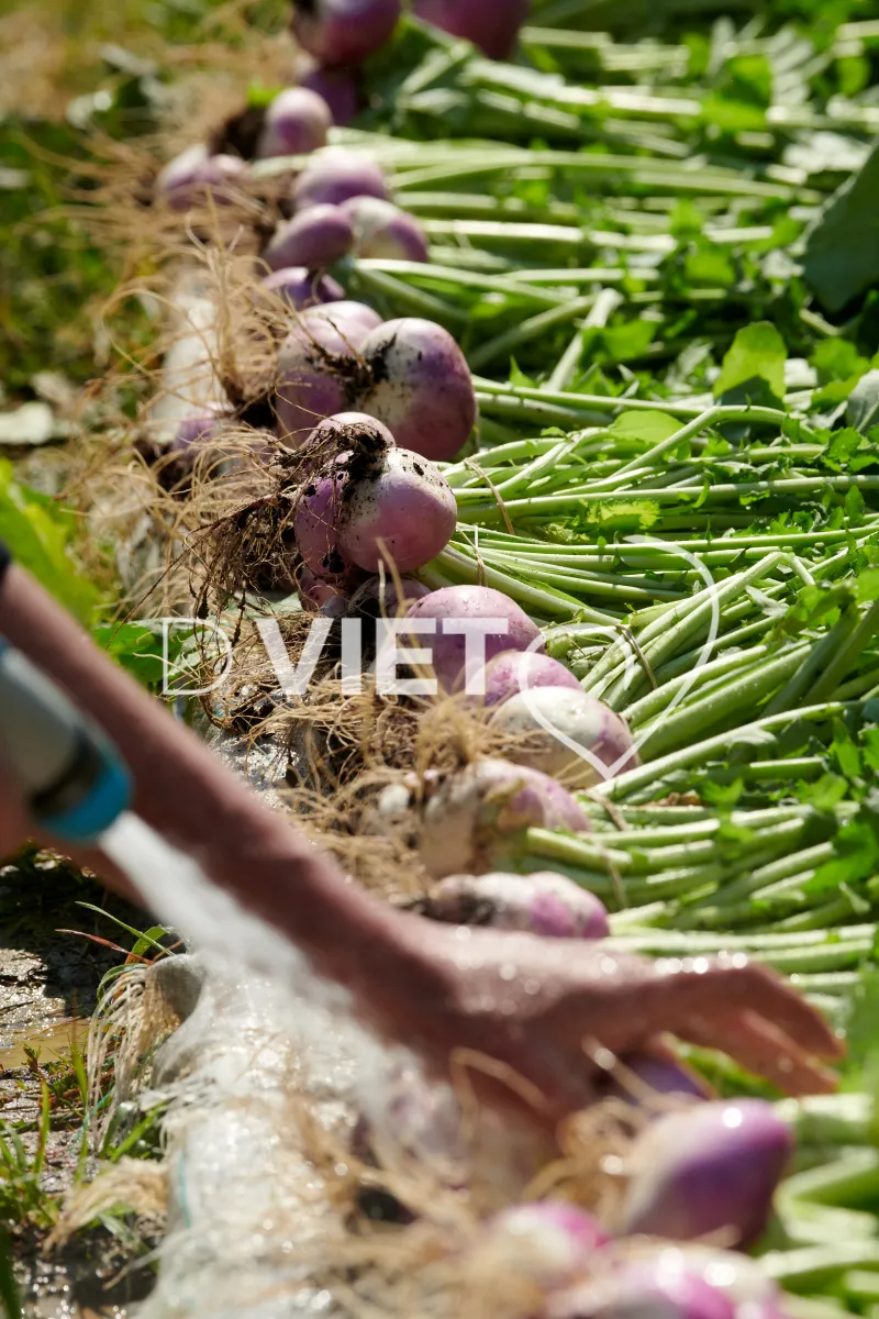 Photo Dominique VIET - Récolte des navets