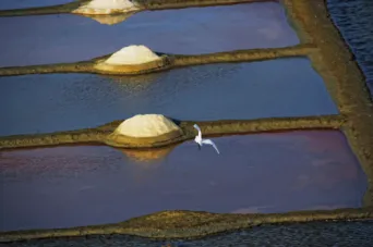 Photo Dominique VIET - Mouette