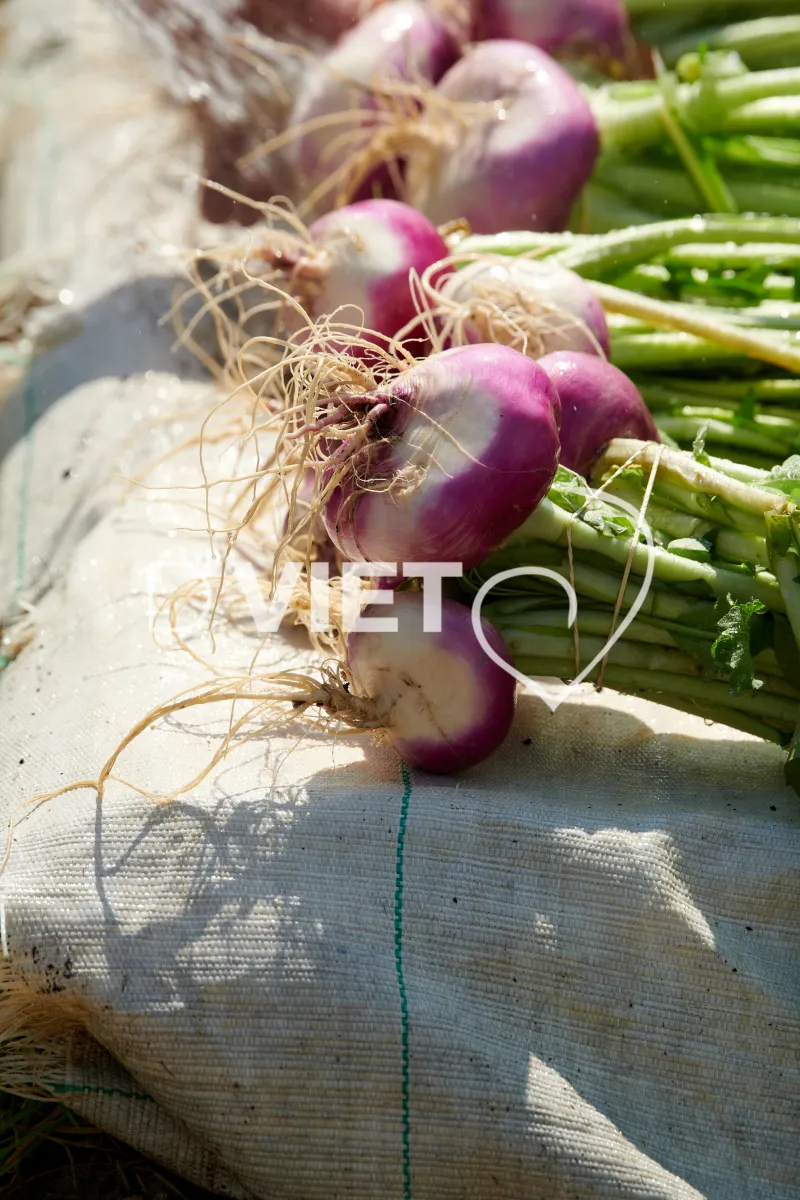 Photo Dominique VIET - Récolte des navets