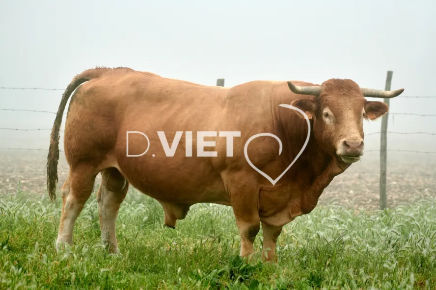 Photo Dominique VIET - Vaches et prè Limousines