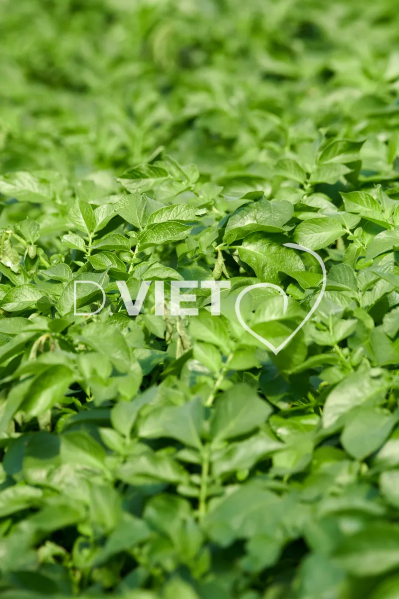 Photo Dominique VIET - les serres