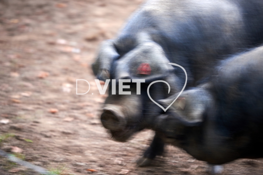 Photo Dominique VIET - Truies en plein air