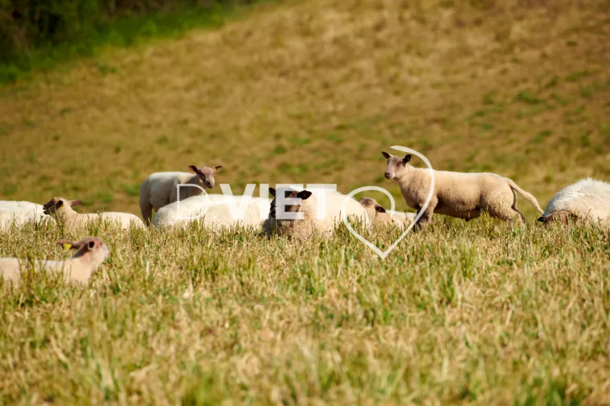 Photo Dominique VIET - Moutons rouges de l'ouest & Suffolk