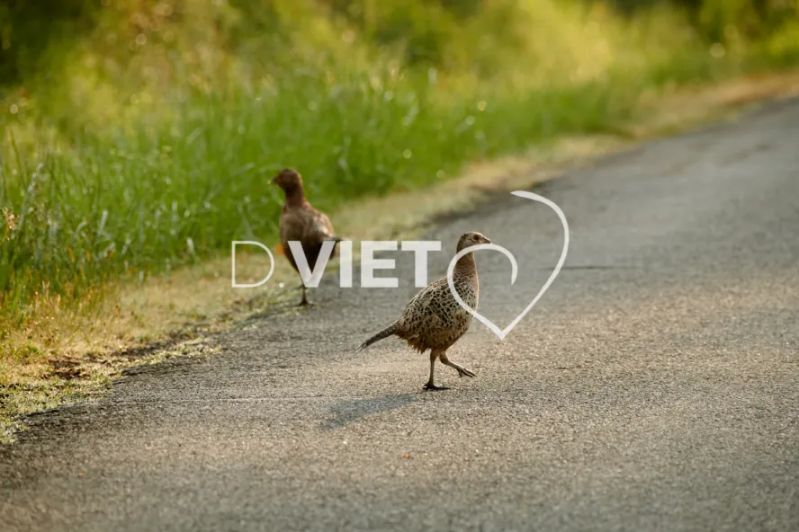 Photo Dominique VIET - Faisans
