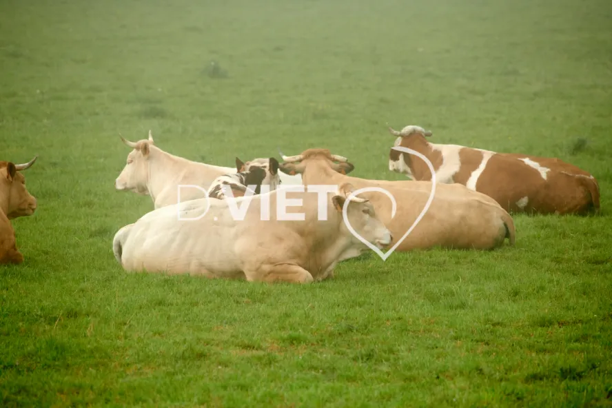 Photo Dominique VIET - Vaches et prè Limousines charolais