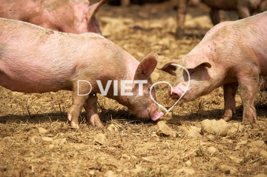 Photo Dominique VIET - Porcelets