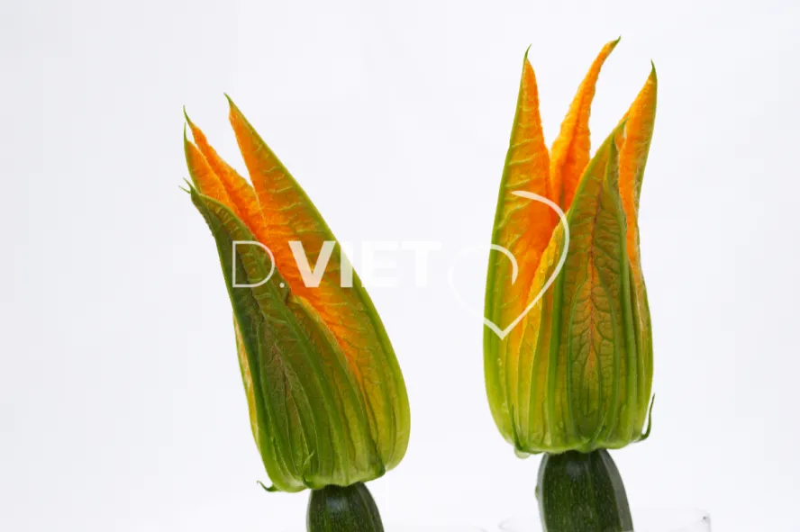 Photo Dominique VIET - Fleurs de courgettes