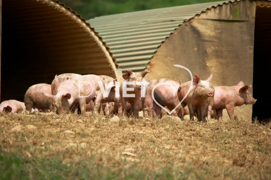 Photo Dominique VIET - Porcelets