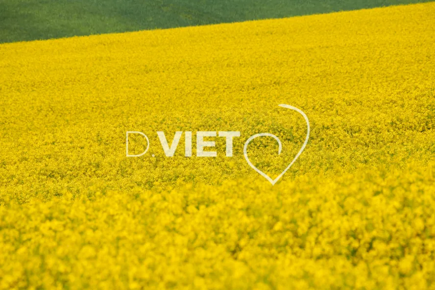 Photo Dominique VIET - Colza