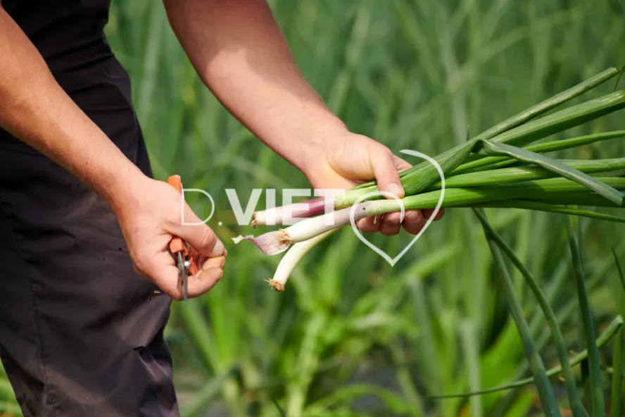 Photo Dominique VIET - Récolte des oignons