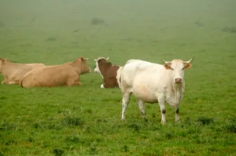 Photo Dominique VIET - Vaches et pr&egrave; Limousines charolais