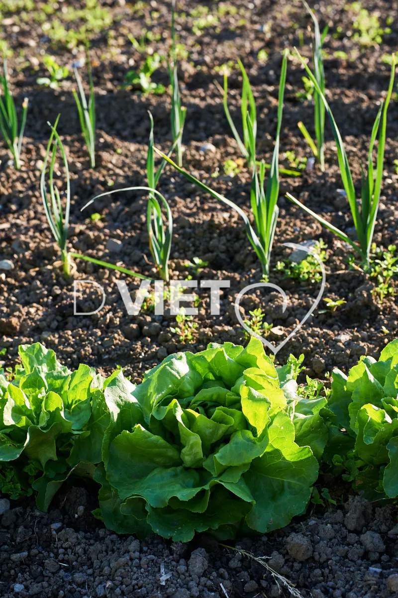 Photo Dominique VIET - Salades