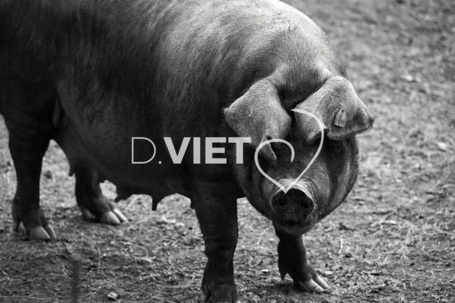 Photo Dominique VIET - Truies en plein air