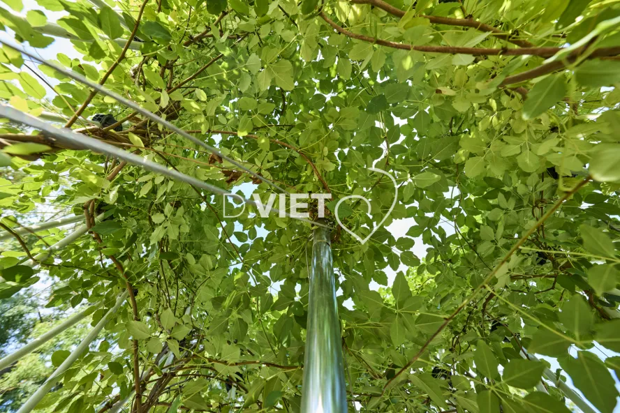 Photo Dominique VIET - CANOPEE