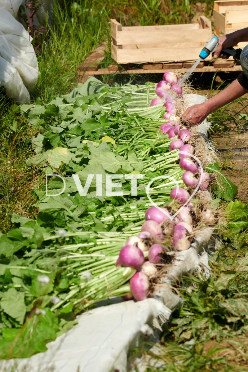Photo Dominique VIET - Récolte des navets