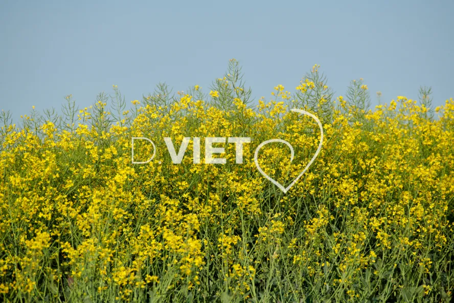 Photo Dominique VIET - Colza