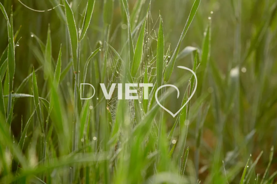 Photo Dominique VIET - Rosée du matin