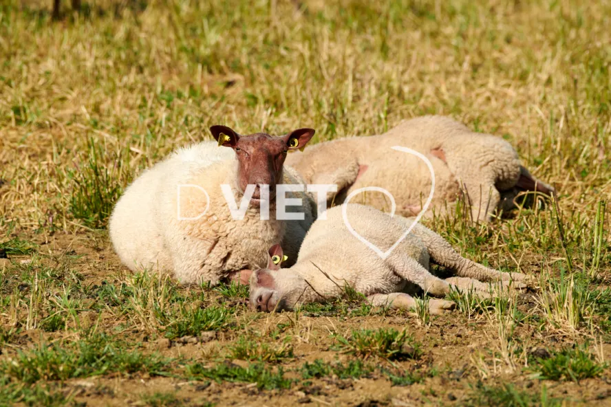 Photo Dominique VIET - Moutons rouges de l'ouest