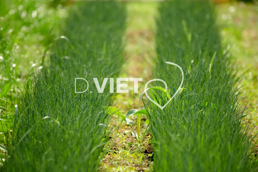 Photo Dominique VIET - les serres