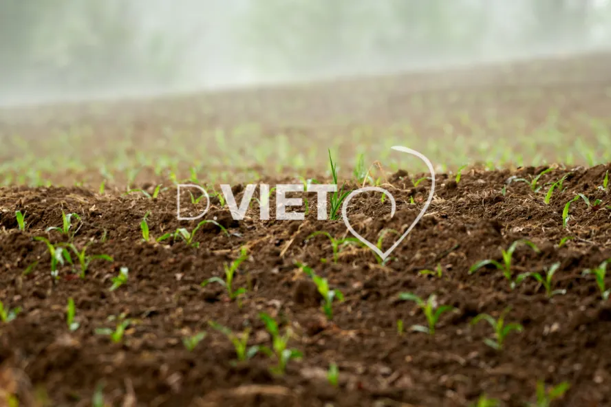 Photo Dominique VIET - Terres semées