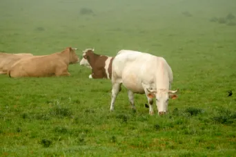 Photo Dominique VIET - Vaches et pr&egrave; Limousines charolais