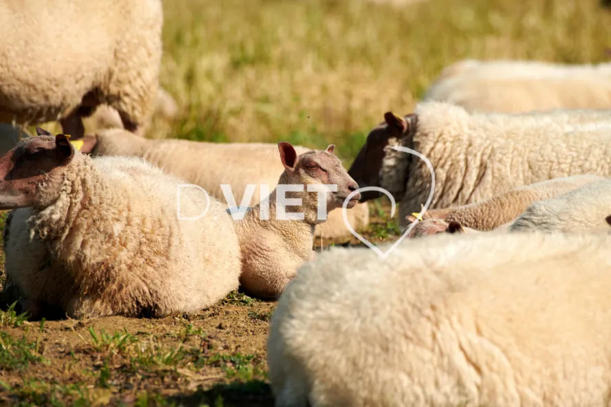 Photo Dominique VIET - Moutons rouges de l'ouest