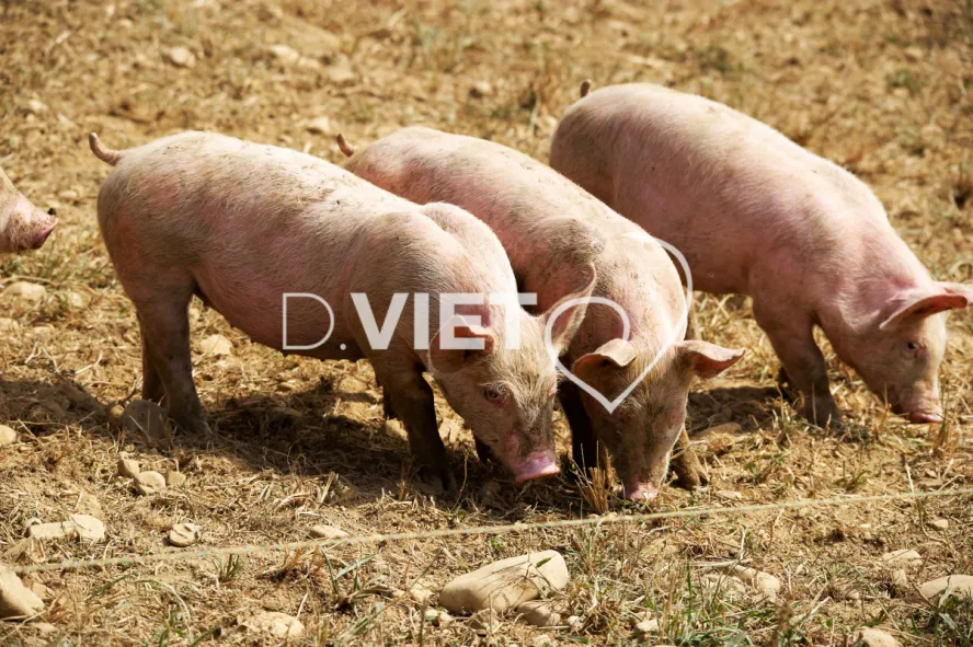 Photo Dominique VIET - Porcelets