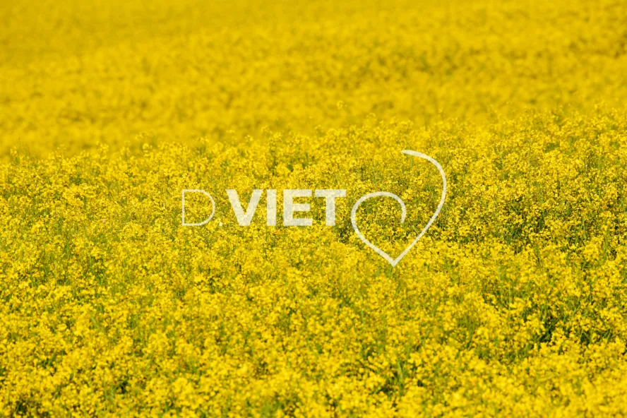 Photo Dominique VIET - Colza