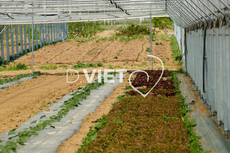 Photo Dominique VIET - les serres
