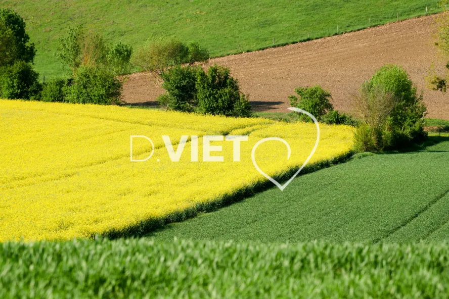 Photo Dominique VIET - Colza