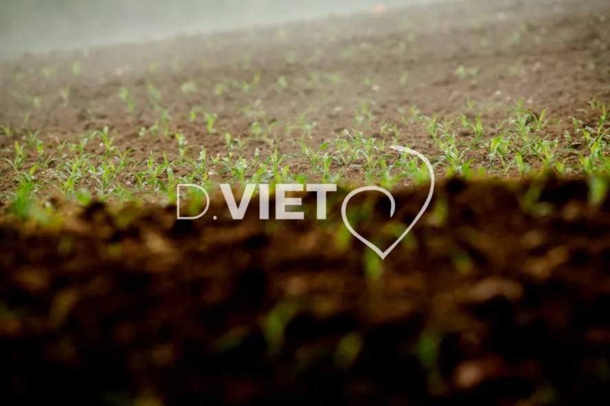 Photo Dominique VIET - Terres semées