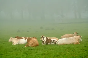 Photo Dominique VIET - Vaches et pr&egrave; Limousines charolais