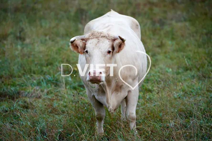 Photo Dominique VIET - Portraits de vaches