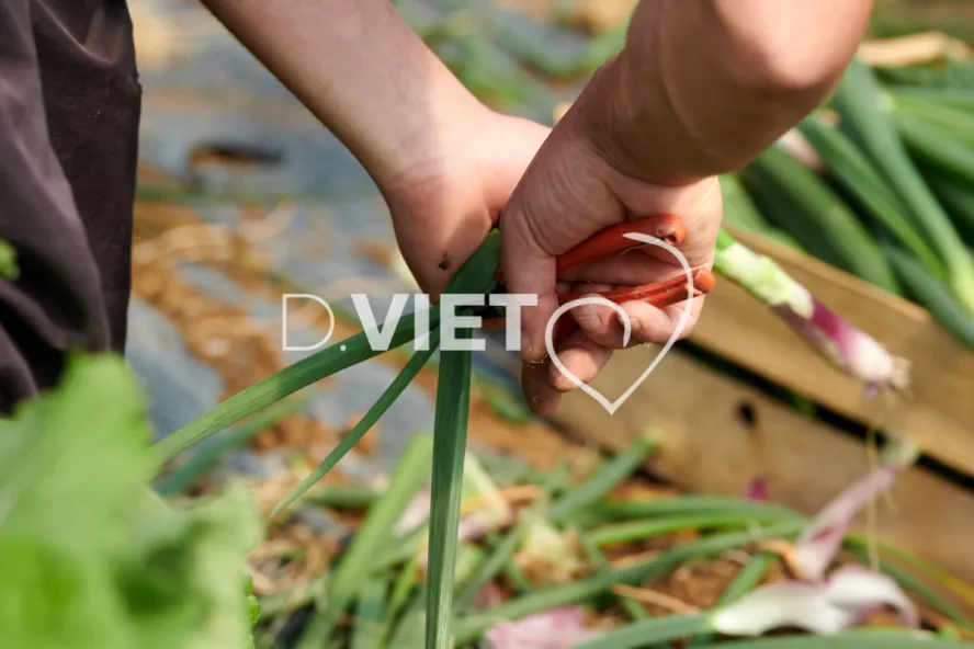 Photo Dominique VIET - Récolte des oignons