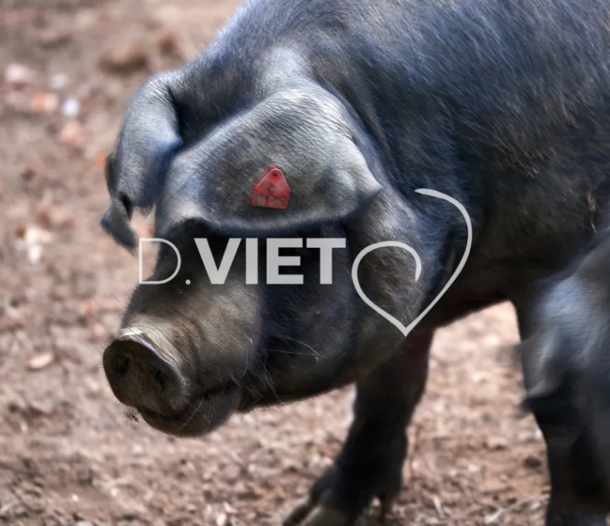 Photo Dominique VIET - Truies en plein air