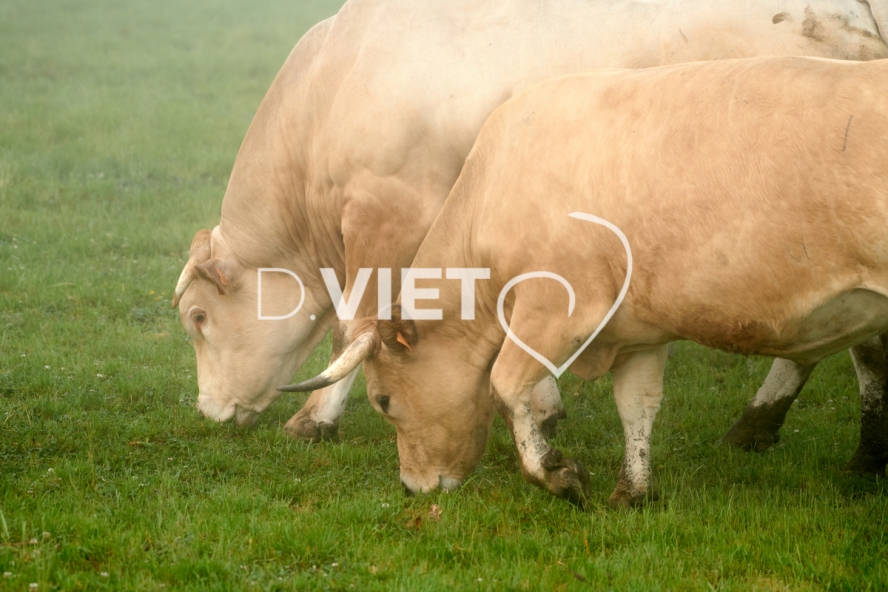 Photo Dominique VIET - Vaches et prè