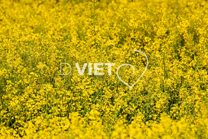 Photo Dominique VIET - Colza