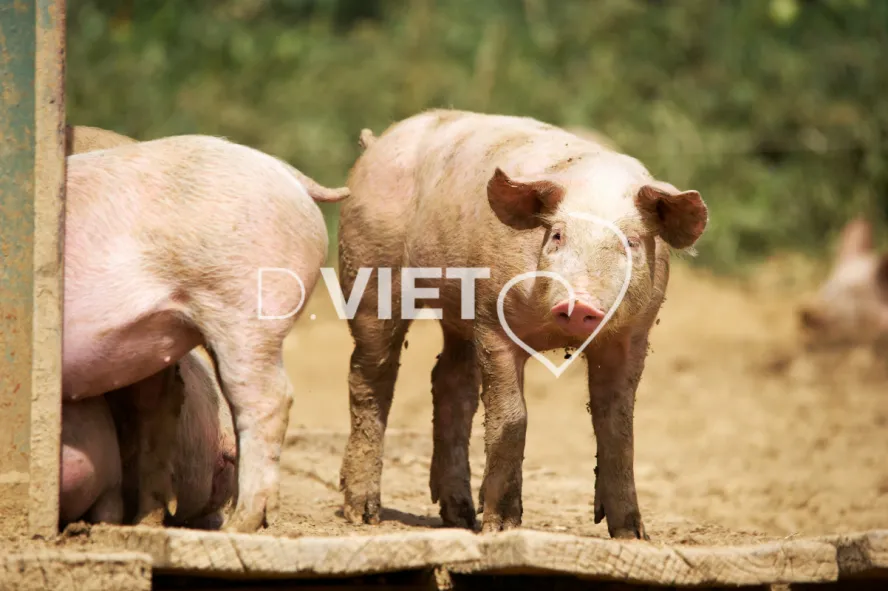 Photo Dominique VIET - Porcelets