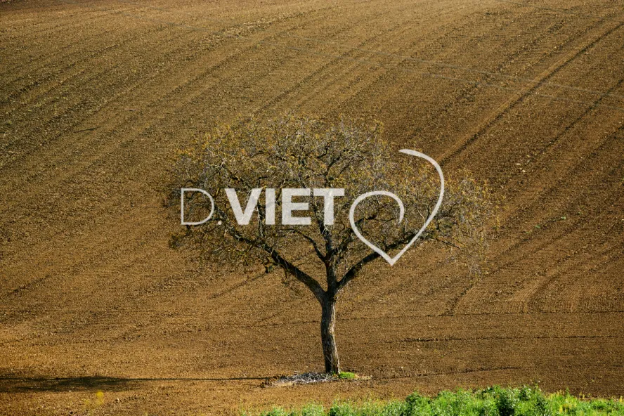 Photo Dominique VIET - Terres et arbres