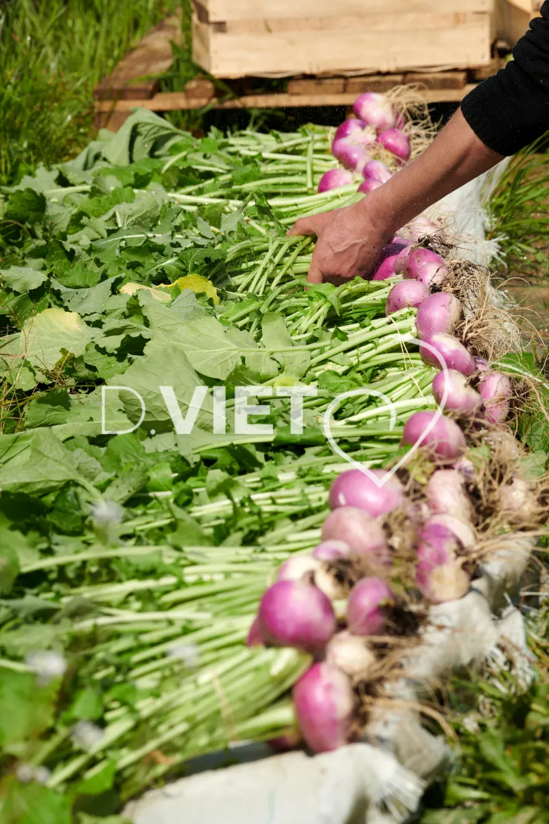 Photo Dominique VIET - Récolte des navets