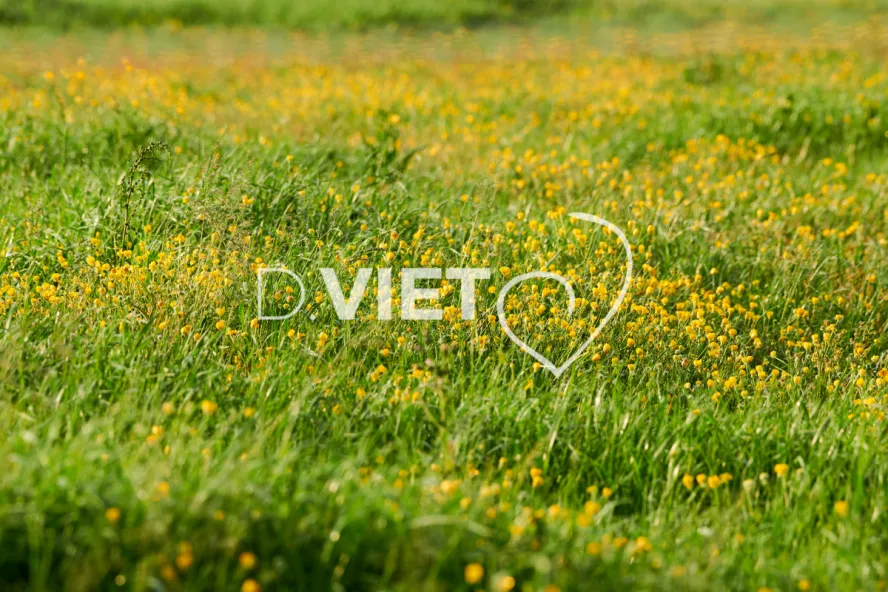 Photo Dominique VIET - Patures