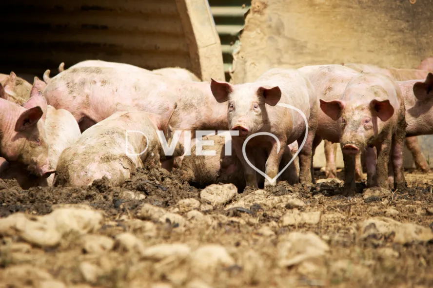 Photo Dominique VIET - Porcelets