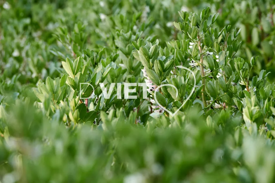 Photo Dominique VIET - Féves