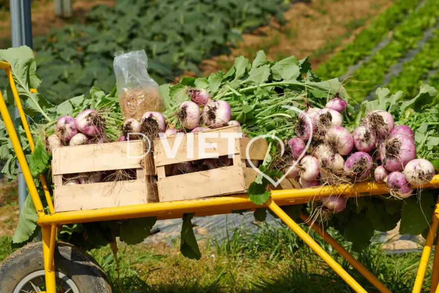 Photo Dominique VIET - Récolte des navets