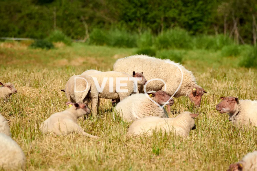 Photo Dominique VIET - Moutons rouges de l'ouest